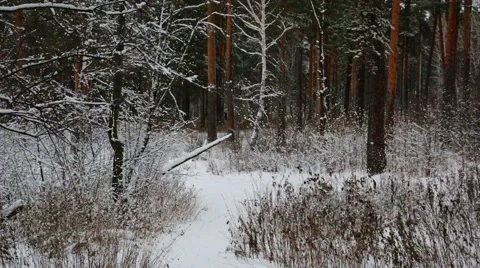 Static winter scene in snowy forest Stock Footage 58124273