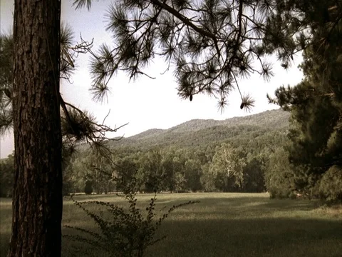 Static WS green meadow and tree line. Stock Footage 86750829