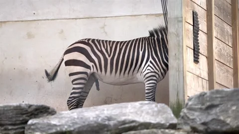 Static zoomed slow motion captures zebra's body behind rocky foreground in Stock Footage 280955359