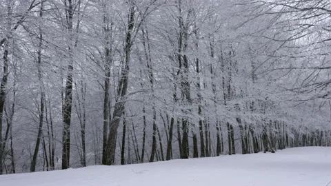 Statical video trees with snow in winter white colors Видео 169564203
