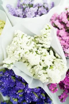 Statice flower Stock Photos