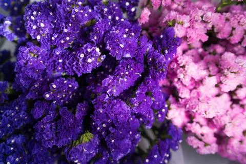 Statice flower Stock Photos