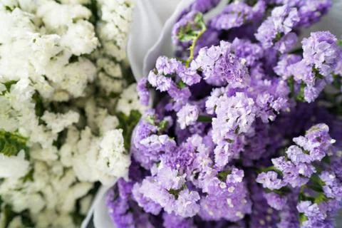 Statice flower Stock Photos