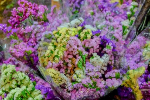 Statice flower texture on background Stock Photos