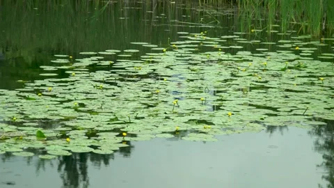 Statich shot of rain drops hitting lake Stock-Footage 160807449