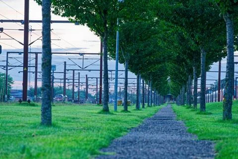 Station path lined by twin rows of trees with round crowns Stock Photos