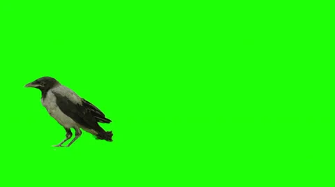 Stationary crow exits screen from right Stock Footage 38733042