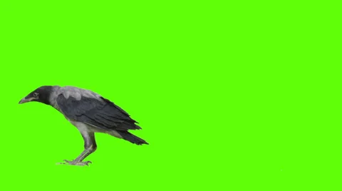 Stationary crow exits screen from right Stock Footage 38733545