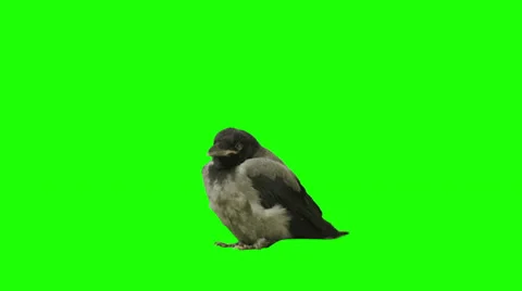 Stationary crow exits screen from right Stock Footage 38733852