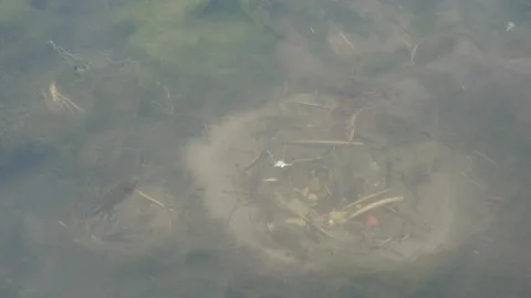 Stationary fish hovering over circular spawning nests underwater Stock Footage 340335377