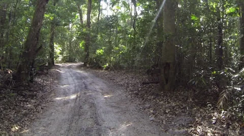 Stationary forest road Stock Footage 24791634