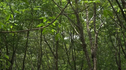 Stationary forest windy trees Video stock 128163575