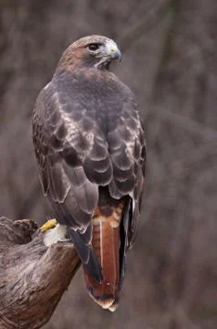 Stationary red-tailed hawk Stock Photos