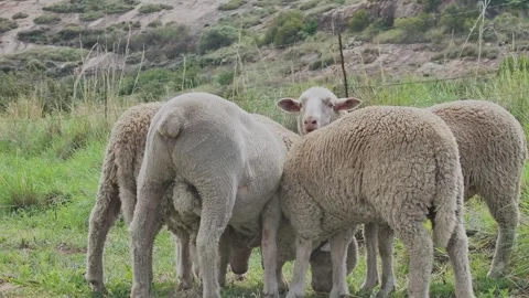 Stationary shot from a low angle of 5 sheep grazing next to a fence on a pa.. Stock Footage 257707036