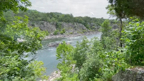 Stationary View of Rushing River Through Foliage Stock Footage 312278290