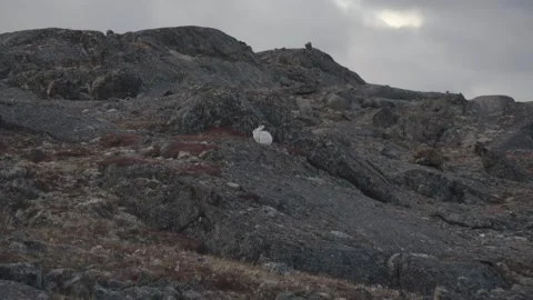 Stationary White Arctic Hare Resting Motionless on Tundra Rocks Stock Footage 346602380