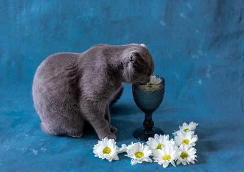 A statue of a bear Stock Photos