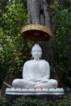 Statue of Buddha under tree at Wat umong mahathera chan Foto stock