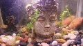 Statue Of Buddha's Head Submerged In An Aquarium HD Footage
