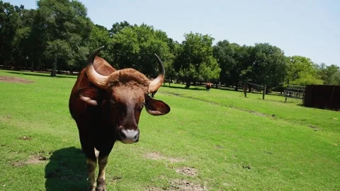 A statue of a cow Stock Footage 155356904