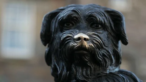Statue of Greyfriars Bobby, Edinburgh Stock Footage 98974865