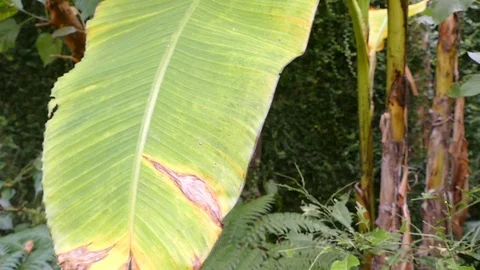 Statue jungle 2 Video stock 97575421