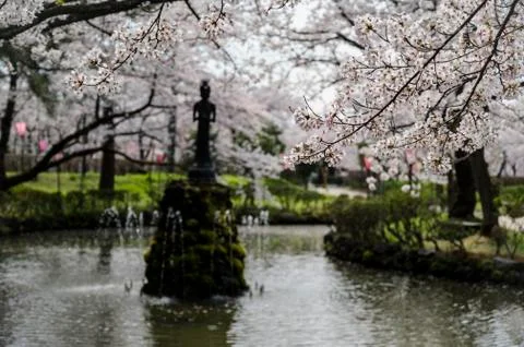 Statue in a pond surrounded by white cherry blossoms Stock Photos