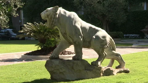 The statue of a roaring lion Stock Footage 61495826
