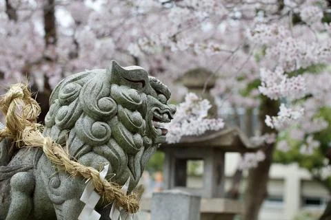 Statue Surround by Cherry Blossoms. Stock Photos