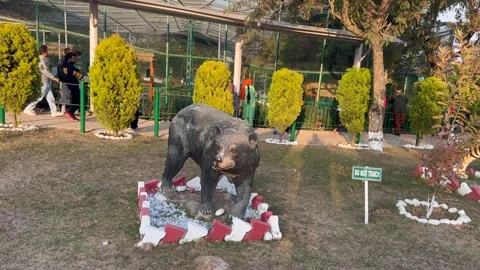 Statue of tiger in the zoo Stock Footage 327384284