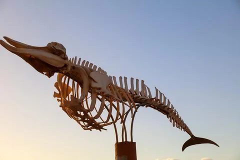 Statue of a Whale skeleton Stock Photos