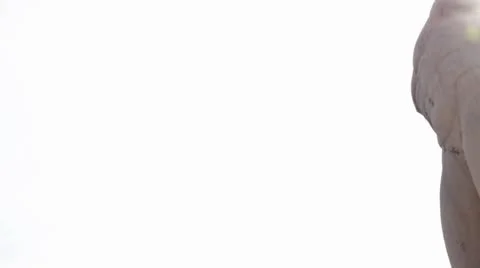 Statue.mp4 Stock-Footage 8914447