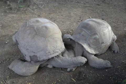 Statues of two turtles on the floor that stand nearby Stock Photos