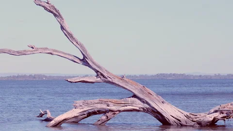 Statuesque dead tree stumps in blue waters of beautiful lake. Video stock 147846755