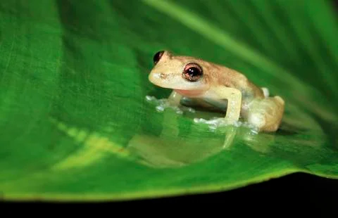 Stauffer's treefrog in Belize Stock Photos