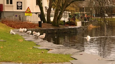 STAVANGER LAKESIDE Stock Footage 90089943