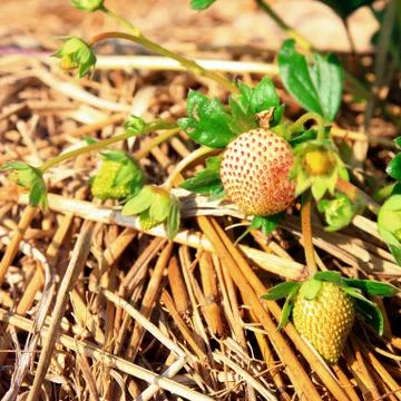 Stawberries 스톡 사진