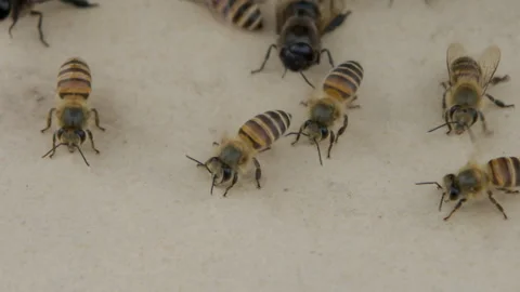 Stay with the flying bee Stock Footage 241228805