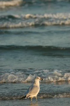 Staycation Stock Photos