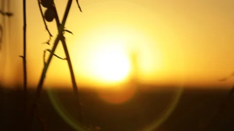 Staying still on sunset Stock Footage 97995387