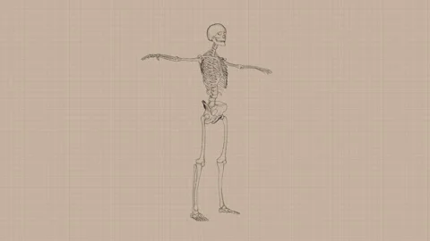 STCK TOONOBJECTS ANIM anatomyA v001 Stock Footage 253563465