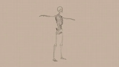 STCK TOONOBJECTS ANIM anatomyB v001 Stock Footage 253563466