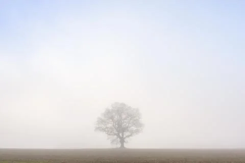 Steadfast Stock Photos