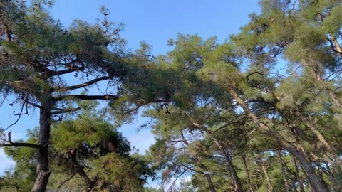 Steadicam camera movement forward under tall pine trees in a coniferous forest Stock Footage 346483775