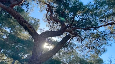 Steadicam circular orbit around pine tree with sun lens flare Stock Footage 346484749