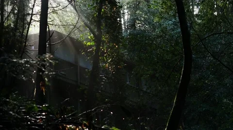 Steadicam Coniferous forest after rain Stock Footage 60205282