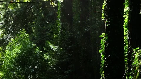 Steadicam Coniferous forest after rain Stock Footage 60205290