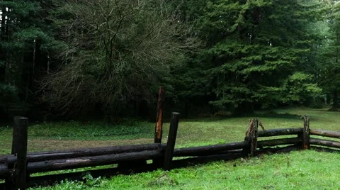Steadicam Coniferous forest after rain Stock Footage 60205398