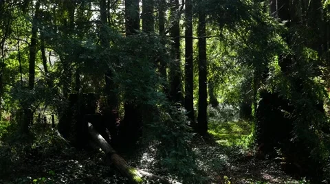 Steadicam Coniferous forest after rain Video stock 60205443