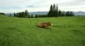 steadicam cow bavaria HD Footage